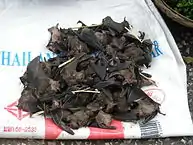 Bats for human consumption in Laos