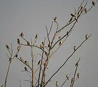 A winter flock