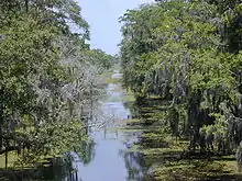 Daylight photo of canal with tree branches stretching from the banks over the canal.