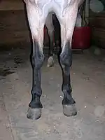 The forelegs of this bay roan show the characteristic inverted "V" of dark hair not affected by roan.