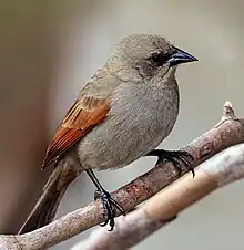 Plumbeous seedeater