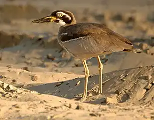 Beach stone-curlew