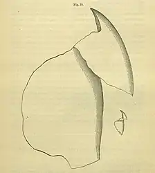 #26 (≤1873)Upper beak extracted from a sperm whale stomach, from Packard (1873:93, fig. 10). A. E. Verrill considered the illustration inaccurate and published his own version. The much smaller beak (drawn to scale), possibly from the same whale, may belong to Gonatus fabricii, as suggested by Steenstrup.