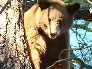 A black bear in a tree on Mount Taylor.