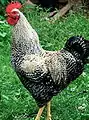 A black sex-link rooster