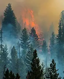 Flames and smoke from the 2013 Beaver Creek Fire in the forest.