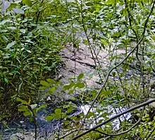 A bare patch of light brown rock with visible striations seen through intervening leafy vegetation. Below it some water is visible.