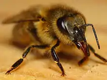 European honey bee