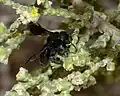 Large, black bee of the genus Andrena foraging on Thymelaea hirsuta, Negev, Israel.