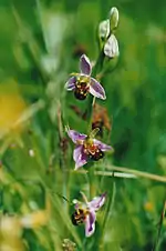 Bee orchids