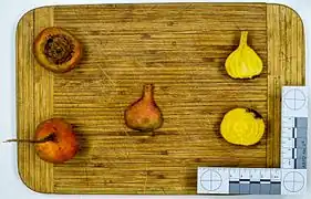 Root and cross-section of a yellow cultivar