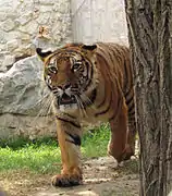 Bengal tiger