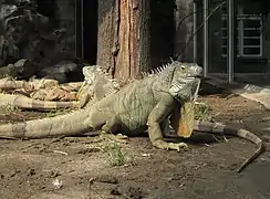 Green iguanas