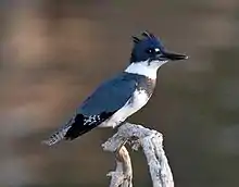 Martín pescador(Ceryle alcyon)