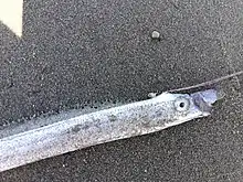  Benham's streamerfish