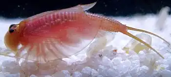 Triops cancriformis "Beni-Kabuto Ebi Albino" showing translucent carapace. As the animal grows the carapace will become more opaque but will never take on the color pattern normally associated with T. cancriformis