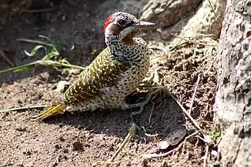 Female foraging on the ground