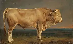 Bull