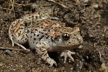 Image 15Iberian midwife toadPhotograph: Benny TrappThe Iberian midwife toad (Alytes cisternasii) is a species of frog in the family Alytidae found in Portugal and western Spain. Its natural habitats are temperate forests and shrubland, Mediterranean-type shrubby vegetation, intermittent rivers and freshwater marshes, pastureland, and aquaculture ponds. The species is affected by habitat loss, and the IUCN lists it as being "Near Threatened".More selected pictures