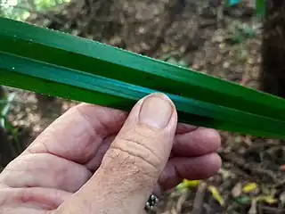 Leaf, showing marginal spines