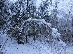 A birch tree is badly bent under a thick layer of glaze ice in Celje, Slovenia