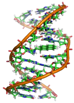 Image 12A covalent adduct between the metabolite of benzo[a]pyrene, the major mutagen in tobacco smoke, and DNA (from Mutation)