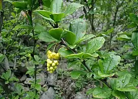 Berberis vulgaris, flowers and foliage, cultivated in Denmark