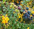 Berberis darwinii (calafate or michay)