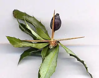 Berberis hybrid, with three-spined thorn (modified long shoot leaf) with leafy short shoot. Each thorn is 20 mm (0.79 in) long.