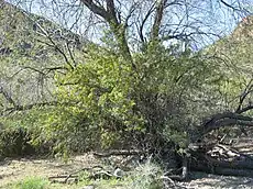 Berberis harrisoniana