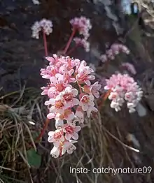 bergenia ciliata flower(2)