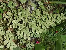 Bermuda maidenhair fern (Adiantum bellum)