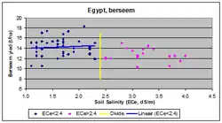 Fig. 1. Berseem (clover), cultivated in Egypt's Nile Delta, is a salt-sensitive crop and tolerates an ECe value up to 2.4 dS/m, whereafter yields start to decline.