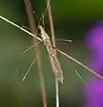 Stilt bug, Berytidae