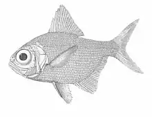 Alfonsino