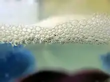 One-day-old Siamese fighting fish larvae in a bubble nest - their yolk sacs have not yet been absorbed