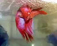 A pair spawning under a bubble nest in a breeder's tank