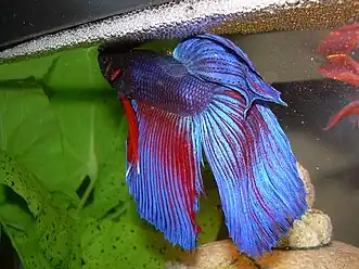 Siamese Fighting Fish Betta splendens