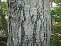 Closeup of bark beginning to crack and peel its first layer