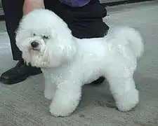 White Bichon Frisé