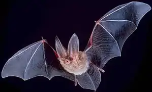 a large bat with mouth open, and wings unfurled, lit up against a black background