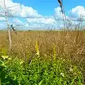 Prairie in Big Cypress N. P.