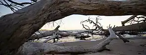 Branches on the beach are common.