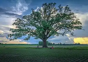 The Big Tree in the Missouri River floodplain near the City of Columbia