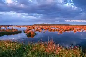 Big Branch Marsh National Wildlife Refuge