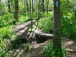 B trail crossing a small gully with log bridge