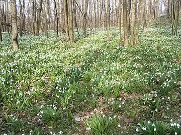 In habitat in Ukraine