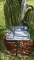 Caryota urens tree in the park.