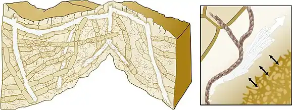 Model for biomineralization‐mediated scaffoldingof bacterial biofilms A directed growth of the calcium carbonate crystals allows mechanical support of the 3D structure. The bacterial extracellular matrix (brown) promotes the crystals' growth in specific directions.