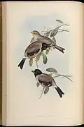 Illustration of Gould, John, 1804-1881 in Birds of Asia